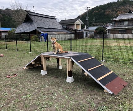 ドッグラン遊具